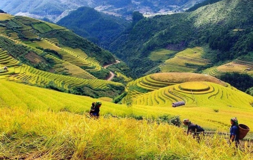 チャイ When is the best time for terrace fields in Sapa? | Vietnam